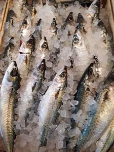 Ιχθυοπωλείο Καβάλα, ιχθυοπωλεία Καβάλα, φρέσκα ψάρια Καβάλα, θαλασσινά Καβάλα, καθαρισμένα ψάρια Καβάλα, μαγειρεμένα ψάρια Καβάλα, ψάρια delivery Καβάλα, Ο Γλάρος