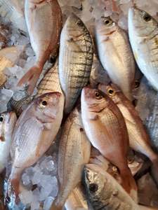 Ιχθυοπωλείο Καβάλα, ιχθυοπωλεία Καβάλα, φρέσκα ψάρια Καβάλα, θαλασσινά Καβάλα, καθαρισμένα ψάρια Καβάλα, μαγειρεμένα ψάρια Καβάλα, ψάρια delivery Καβάλα, Ο Γλάρος