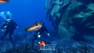 Καταδυτικό κέντρο Ακρωτήρι Σαντορίνη, κατάδυση Ακρωτήρι Σαντορίνη, εκπαίδευση κατάδυσης Ακρωτήρι Σαντορίνη, ενοικίαση εξοπλισμού κατάδυσης Ακρωτήρι, Μαστορίδου 