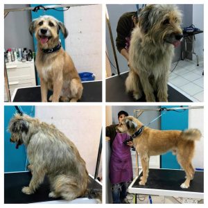 Κομμωτήριο Σκύλων Αργυρούπολη, καλλωπισμός κατοικίδιων Αργυρούπολη, κούρεμα κατοικίδιων Αργυρούπολη, αξεσουάρ κατοικίδιων Αργυρούπολη, μπάνιο σκύλων Αργυρούπολη, Dogo 