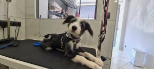 Κομμωτήριο σκύλων Νέος Κόσμος, φροντίδα κατοικίδιου Νέος Κόσμος, κούρεμα σκύλου Νέος Κόσμος, εκπαίδευση σκύλου Νέος Κόσμος, αξεσουάρ σκύλων Νέος Κόσμος, New Kosmos Pets