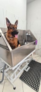 Κομμωτήριο σκύλων Νέος Κόσμος, φροντίδα κατοικίδιου Νέος Κόσμος, κούρεμα σκύλου Νέος Κόσμος, εκπαίδευση σκύλου Νέος Κόσμος, αξεσουάρ σκύλων Νέος Κόσμος, New Kosmos Pets