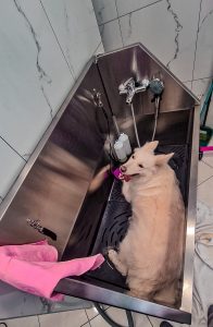 Κομμωτήριο σκύλων Νέος Κόσμος, φροντίδα κατοικίδιου Νέος Κόσμος, κούρεμα σκύλου Νέος Κόσμος, εκπαίδευση σκύλου Νέος Κόσμος, αξεσουάρ σκύλων Νέος Κόσμος, New Kosmos Pets