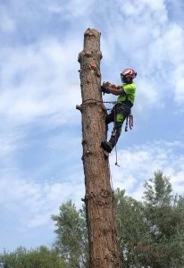 Κλάδεμα δένδρων Άνω Τούμπα Θεσσαλονίκης, κοπή-καθάρισμα δένδρων Άνω Τούμπα Θεσσαλονίκης. Πλύσιμο πεύκων Άνω Τούμπα Θεσσαλονίκης, απαλλαγή κισσών Άνω Τούμπα Θεσσαλονίκης, καθαρισμός οικοπέδου Άνω Τούμπα Θεσσαλονίκης. Κλαδέματα δένδρων Άνω Τούμπα Θεσσαλονίκης, καθαρισμοί οικοπέδων Άνω Τούμπα Θεσσαλονίκης, Tree Service