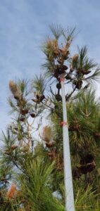 Κοπή δένδρων Καισαριανή, κλάδεμα δένδρων Καισαριανή, περιποίηση κήπων Καισαριανή, κηπουρικές εργασίες Καισαριανή, συντήρηση κήπων Καισαριανή, Cobani 