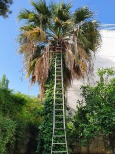 Κοπή δένδρων Καισαριανή, κλάδεμα δένδρων Καισαριανή, περιποίηση κήπων Καισαριανή, κηπουρικές εργασίες Καισαριανή, συντήρηση κήπων Καισαριανή, Cobani 