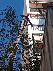 Κοπή δένδρων Καισαριανή, κλάδεμα δένδρων Καισαριανή, περιποίηση κήπων Καισαριανή, κηπουρικές εργασίες Καισαριανή, συντήρηση κήπων Καισαριανή, Cobani 