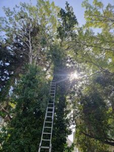 Κοπή δένδρων Καισαριανή, κλάδεμα δένδρων Καισαριανή, περιποίηση κήπων Καισαριανή, κηπουρικές εργασίες Καισαριανή, συντήρηση κήπων Καισαριανή, Cobani 