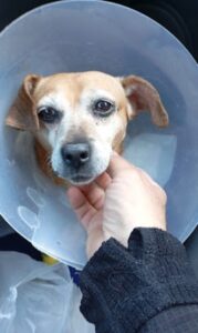 Κτηνιατρική κλινική Χαλάνδρι, κτηνίατρος Χαλάνδρι, μαγνητική τομογραφία ζώων Χαλάνδρι, δερματολογικές εξετάσεις ζώων Χαλάνδρι, παθολογικές εξετάσεις ζώων Χαλάνδρι, νοσηλεία ζώων Χαλάνδρι, Pawsitive 