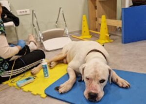 Κτηνιατρική κλινική Χαλάνδρι, κτηνίατρος Χαλάνδρι, μαγνητική τομογραφία ζώων Χαλάνδρι, δερματολογικές εξετάσεις ζώων Χαλάνδρι, παθολογικές εξετάσεις ζώων Χαλάνδρι, νοσηλεία ζώων Χαλάνδρι, Pawsitive 