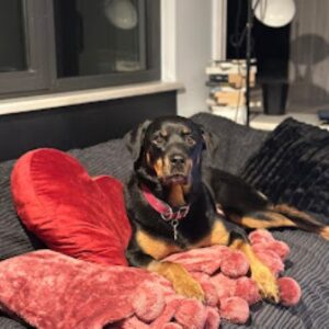 Κτηνιατρική κλινική Χαλάνδρι, κτηνίατρος Χαλάνδρι, μαγνητική τομογραφία ζώων Χαλάνδρι, δερματολογικές εξετάσεις ζώων Χαλάνδρι, παθολογικές εξετάσεις ζώων Χαλάνδρι, νοσηλεία ζώων Χαλάνδρι, Pawsitive 