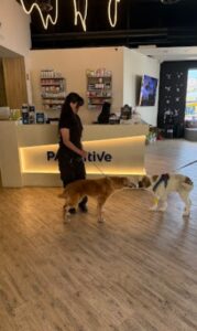 Κτηνιατρική κλινική Χαλάνδρι, κτηνίατρος Χαλάνδρι, μαγνητική τομογραφία ζώων Χαλάνδρι, δερματολογικές εξετάσεις ζώων Χαλάνδρι, παθολογικές εξετάσεις ζώων Χαλάνδρι, νοσηλεία ζώων Χαλάνδρι, Pawsitive 