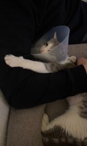 Κτηνιατρική κλινική Χαλάνδρι, κτηνίατρος Χαλάνδρι, μαγνητική τομογραφία ζώων Χαλάνδρι, δερματολογικές εξετάσεις ζώων Χαλάνδρι, παθολογικές εξετάσεις ζώων Χαλάνδρι, νοσηλεία ζώων Χαλάνδρι, Pawsitive 