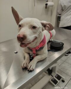 Κτηνιατρείο Πλατεία Κολιάτσου Αθήνα, κτηνίατρος Πλατεία Κολιάτσου Αθήνα, εμβολιασμοί κατοικίδιων Πλατεία Κολιάτσου Αθήνα, εργαστηριακές εξετάσεις κατοικίδιων Πλατεία Κολιάτσου Αθήνα, καλλωπισμός κατοικίδιων Πλατεία Κολιάτσου Αθήνα, χειρουργικές επεμβάσεις κατοικίδιων Πλατεία Κολιάτσου Αθήνα, Μακρή 