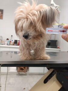 Κτηνίατρος Παλαμάς Καρδίτσας, κτηνιατρείο Παλαμάς Καρδίτσας, εμβολιασμοί κατοικίδιων Παλαμάς Καρδίτσας, εργαστηριακές εξετάσεις κατοικίδιων Παλαμάς Καρδίτσας, χειρουργικές επεμβάσεις κατοικίδιων Παλαμάς Καρδίτσας, καλλωπισμός κατοικίδιων Παλαμάς Καρδίτσας, Vet Pal 