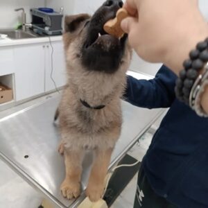 Κτηνίατρος Παλαμάς Καρδίτσας, κτηνιατρείο Παλαμάς Καρδίτσας, εμβολιασμοί κατοικίδιων Παλαμάς Καρδίτσας, εργαστηριακές εξετάσεις κατοικίδιων Παλαμάς Καρδίτσας, χειρουργικές επεμβάσεις κατοικίδιων Παλαμάς Καρδίτσας, καλλωπισμός κατοικίδιων Παλαμάς Καρδίτσας, Vet Pal 