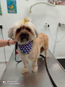 Κτηνίατρος Παλαμάς Καρδίτσας, κτηνιατρείο Παλαμάς Καρδίτσας, εμβολιασμοί κατοικίδιων Παλαμάς Καρδίτσας, εργαστηριακές εξετάσεις κατοικίδιων Παλαμάς Καρδίτσας, χειρουργικές επεμβάσεις κατοικίδιων Παλαμάς Καρδίτσας, καλλωπισμός κατοικίδιων Παλαμάς Καρδίτσας, Vet Pal 