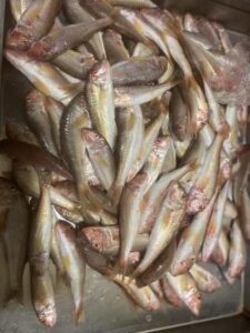 Μεζεδοπωλείο Κορυδαλλός, ταβέρνα Κορυδαλλός, ουζερί Κορυδαλλός, φρέσκα ψάρια Κορυδαλλός, θαλασσινά Κορυδαλλός, μαγειρευτά φαγητά Κορυδαλλός, ψητά κρέατα Κορυδαλλός, Ο Στράτος 