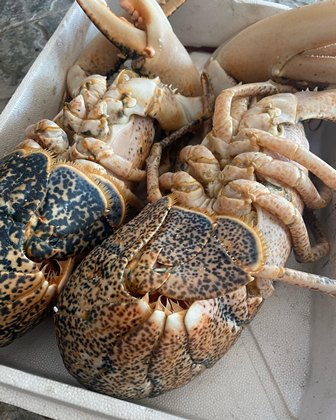 Two large spotted lobsters with sizable claws resting in a light-colored crate or cooler, their segmented tails curled outward and antennae visible.