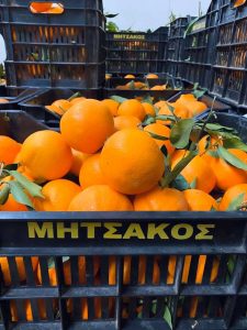 Οπωροκηπευτικά Ναύπλιο Άγιος Ανδριανός, εμπόριο φρούτων Ναύπλιο Άγιος Ανδριανός, εμπόριο λαχανικών Ναύπλιο Άγιος Ανδριανός, τυποποίηση λαχανικών Ναύπλιο Άγιος Ανδριανός, τυποποίηση φρούτων Ναύπλιο Άγιος Ανδριανός, Mitsakos