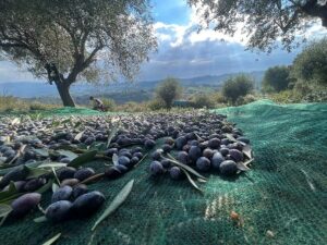 Εξαιρετικό παρθένο ελαιόλαδο Δάφνη Ήλιδας, ελαιόλαδο Δάφνη Ήλιδας, ελαιοπαραγωγός Δάφνη Ήλιδας, εμπόριο ελαιόλαδου Δάφνη Ήλιδας. Extra virgin olive oil Δάφνη Ήλιδας, Olivecious