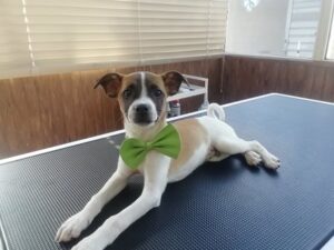 Περιποίηση κατοικίδιων Αχαρνές, pet shop Αχαρνές, pet grooming Αχαρνές, κομμωτήριο ζώων Αχαρνές, ζωοτροφές Αχαρνές, αξεσουάρ κατοικίδιων Αχαρνές, CatDog 