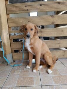 Περιποίηση κατοικίδιων Αχαρνές, pet shop Αχαρνές, pet grooming Αχαρνές, κομμωτήριο ζώων Αχαρνές, ζωοτροφές Αχαρνές, αξεσουάρ κατοικίδιων Αχαρνές, CatDog 