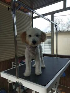 Περιποίηση κατοικίδιων Αχαρνές, pet shop Αχαρνές, pet grooming Αχαρνές, κομμωτήριο ζώων Αχαρνές, ζωοτροφές Αχαρνές, αξεσουάρ κατοικίδιων Αχαρνές, CatDog 