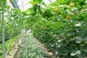 Περιποίηση κήπων Αγία Παρασκευή Αττικής, γεωπόνος Αγία Παρασκευή Αττικής, συντήρηση κήπων Αγία Παρασκευή Αττικής, κατασκευή κήπων Αγία Παρασκευή Αττικής, αρχιτεκτονική κήπων Αγία Παρασκευή Αττικής, απεντομώσεις Αγία Παρασκευή Αττικής, απολυμάνσεις Αγία Παρασκευή Αττικής, Νασιόπουλος 