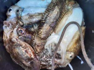 Ψαροταβέρνα Πυλί Κως, ταβέρνα Πυλί Κως, εστιατόριο Πυλί Κως, φρέσκα ψάρια Πυλί Κως, θαλασσινά Πυλί Κως, ψητά κρέατα Πυλί Κως, ζυμαρικά Πυλί Κως, πίτσες Πυλί Κως, The Old Pyli 
