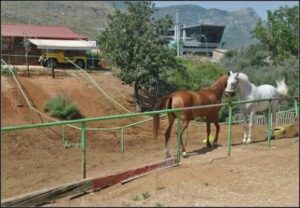 Σχολή ιππασίας Αυλώνας, ιππικός όμιλος Αυλώνας, μαθήματα ιππασίας Αυλώνας, φιλοξενία ίππων Αυλώνας, υπερπήδηση εμποδίων Αυλώνας, ενοικίαση αλόγων Αυλώνας, Μακρίδου 